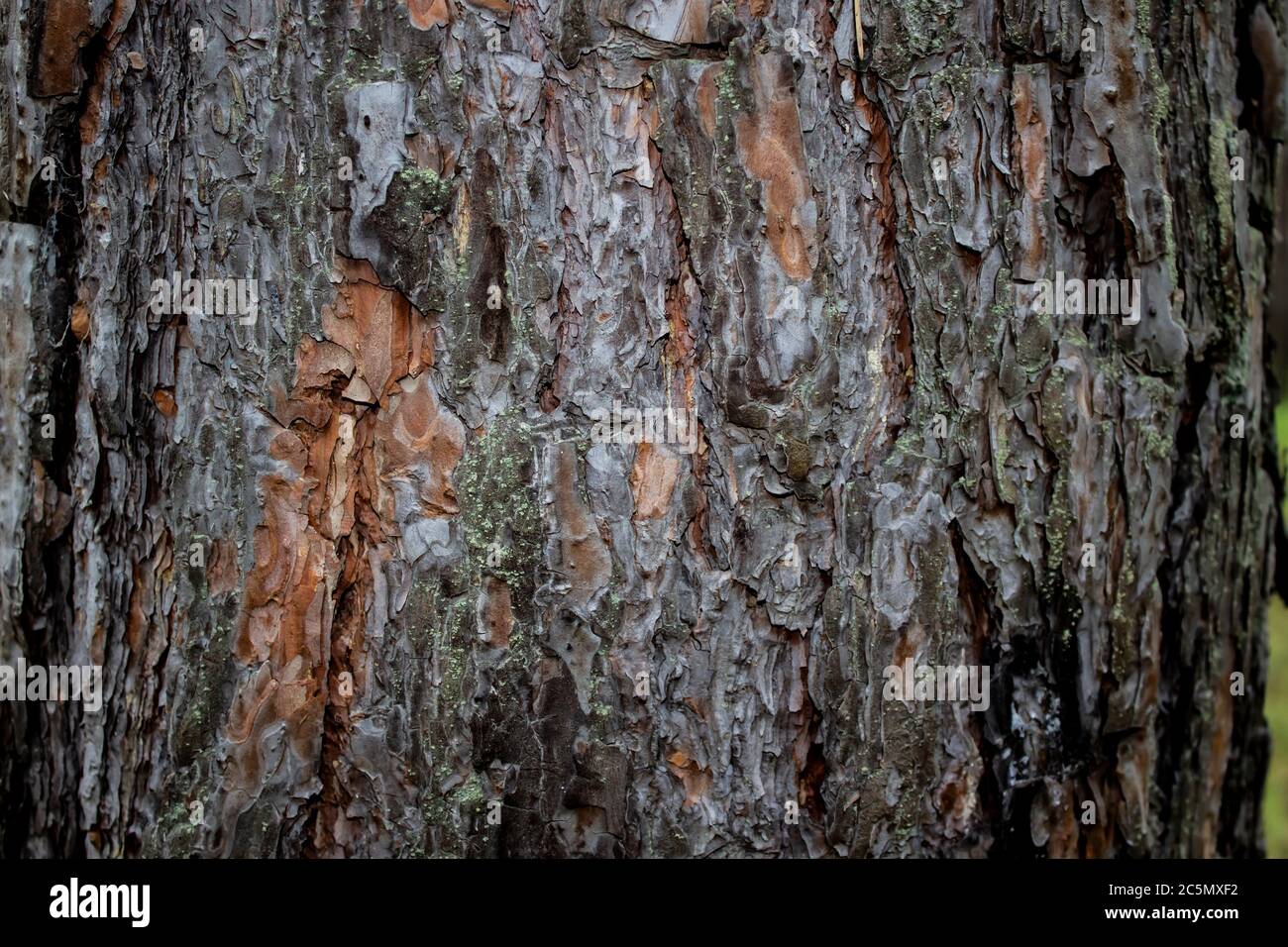 Rinde von Baumstruktur wie Hintergrund zu verwenden. Holzrinde Textur für den Einsatz im Design. Teil eines Baumes bei Tageslicht. Baum und seine Struktur Rinde Textur Stockfoto