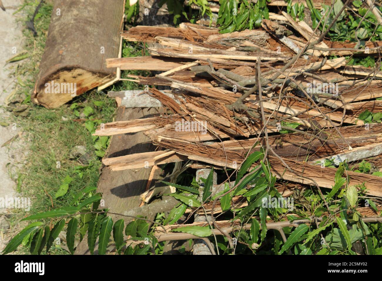Zerhackte und entwurzelte Baumstämme und Äste zeigen nach einer Naturkatastrophe den Superzyklon 'UmPun' in West Bengal, Indien, Mai 2020. Stockfoto