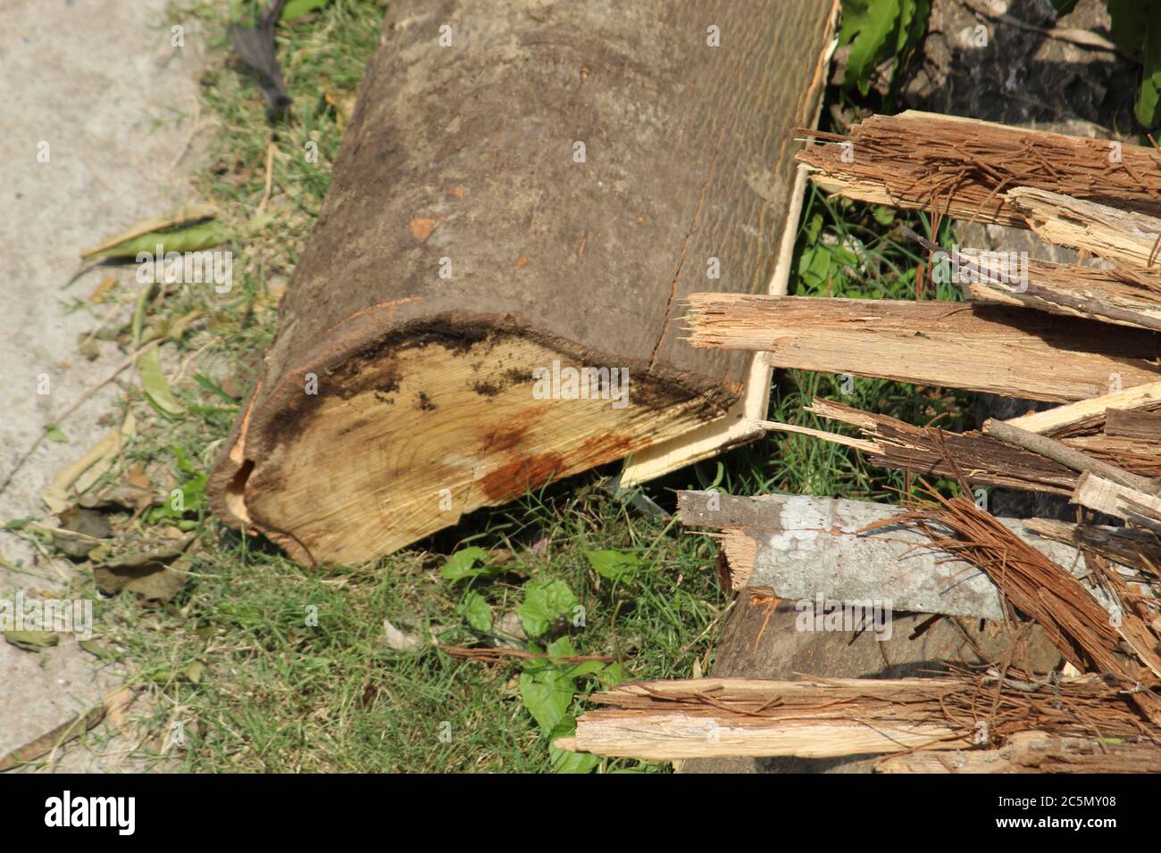 Zerhackte und entwurzelte Baumstämme und Äste zeigen nach einer Naturkatastrophe den Superzyklon 'UmPun' in West Bengal, Indien, Mai 2020. Stockfoto