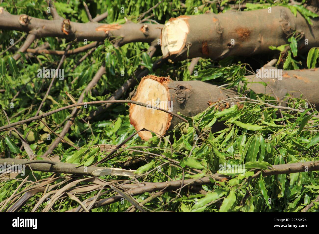 Zerhackte und entwurzelte Baumstämme und Äste zeigen nach einer Naturkatastrophe den Superzyklon 'UmPun' in West Bengal, Indien, Mai 2020. Stockfoto