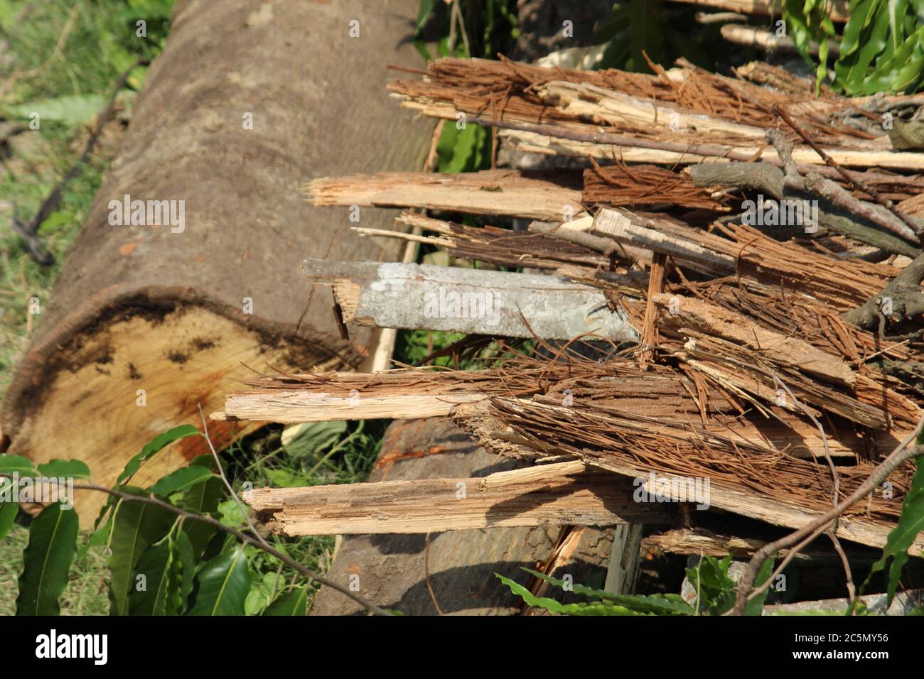 Zerhackte und entwurzelte Baumstämme und Äste zeigen nach einer Naturkatastrophe den Superzyklon 'UmPun' in West Bengal, Indien, Mai 2020. Stockfoto