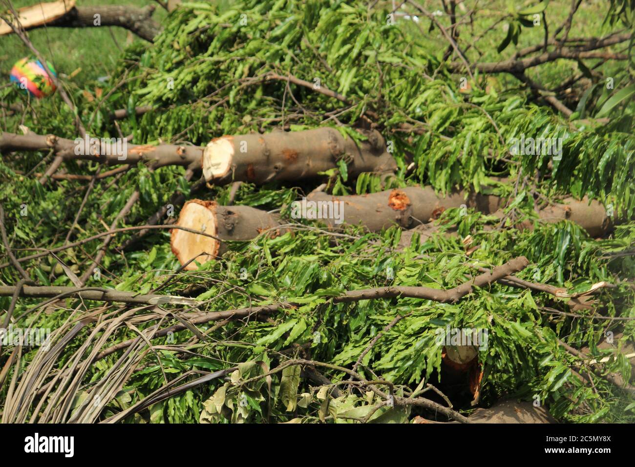 Zerhackte und entwurzelte Baumstämme und Äste zeigen nach einer Naturkatastrophe den Superzyklon 'UmPun' in West Bengal, Indien, Mai 2020. Stockfoto