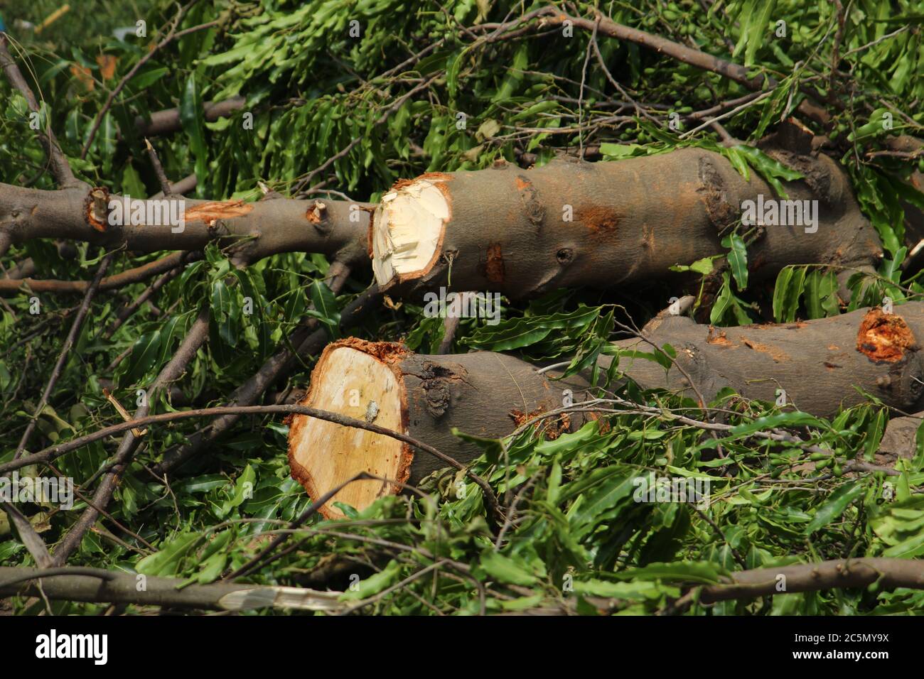 Zerhackte und entwurzelte Baumstämme und Äste zeigen nach einer Naturkatastrophe den Superzyklon 'UmPun' in West Bengal, Indien, Mai 2020. Stockfoto