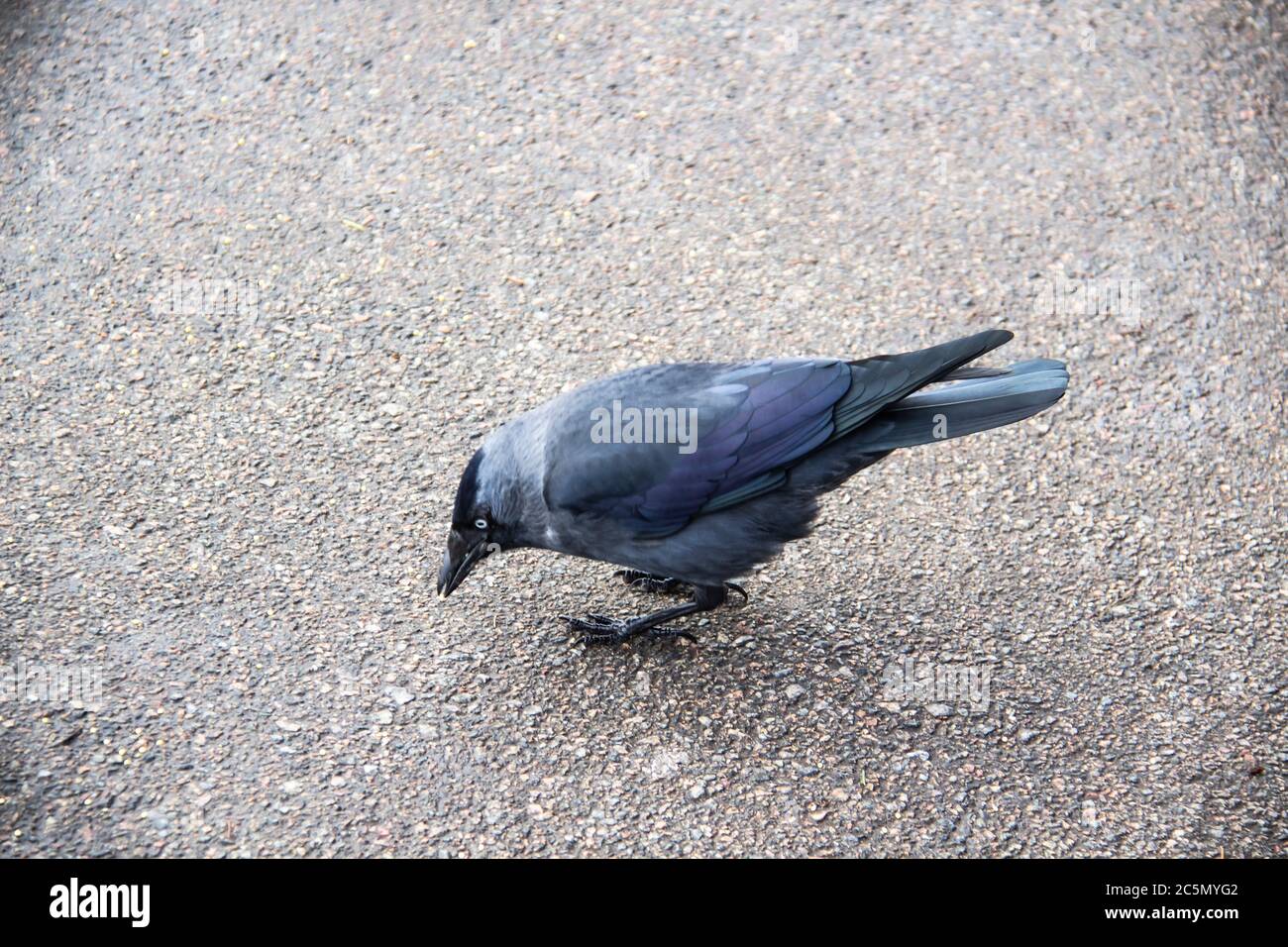 Dockdaw sucht etwas auf dem Bürgersteig. Dockdaw beugte sich auf der Suche vor einem asphaltierten Hintergrund Stockfoto