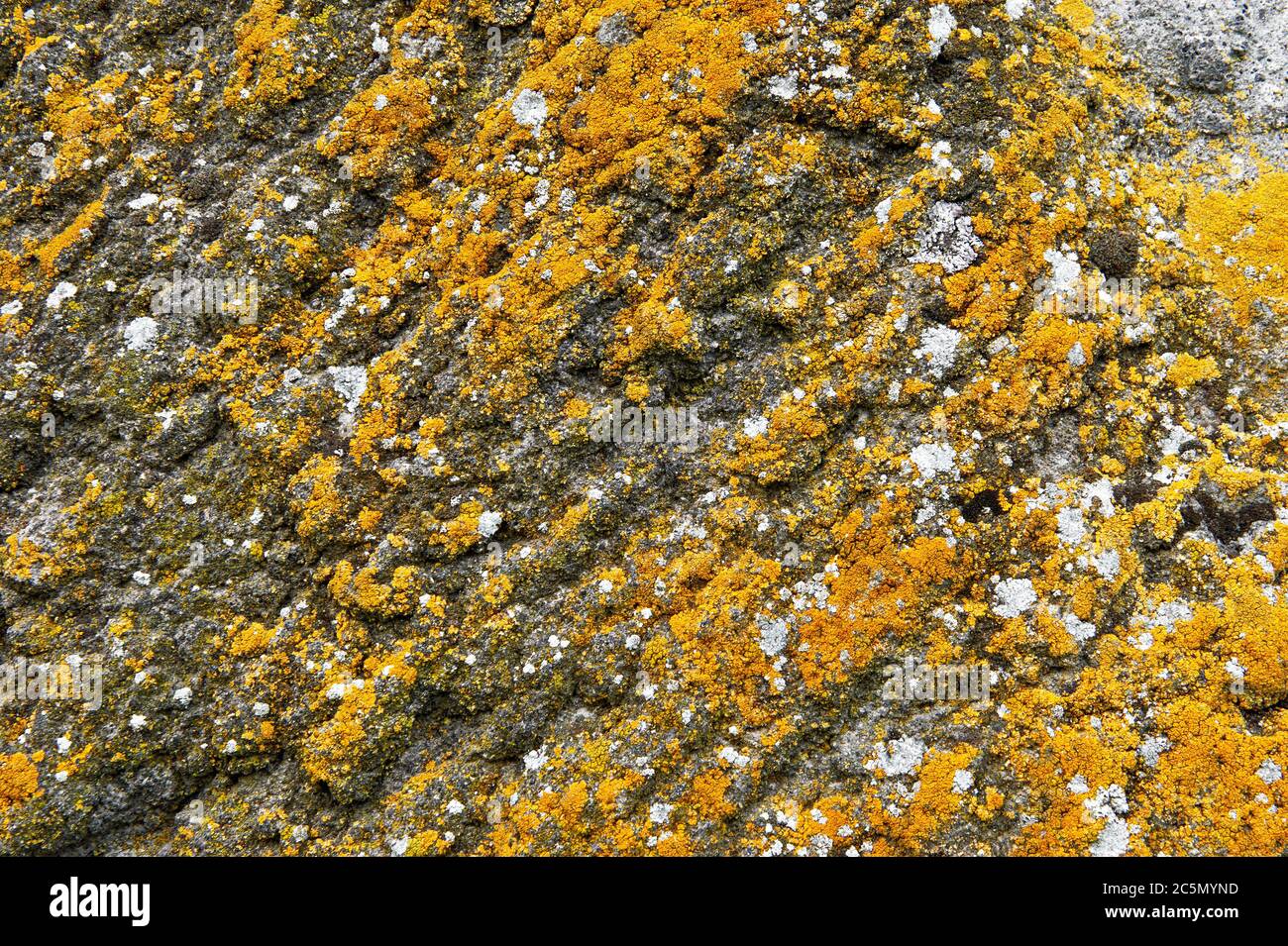 Stein und gelbes Moos Hintergrund Stockfoto