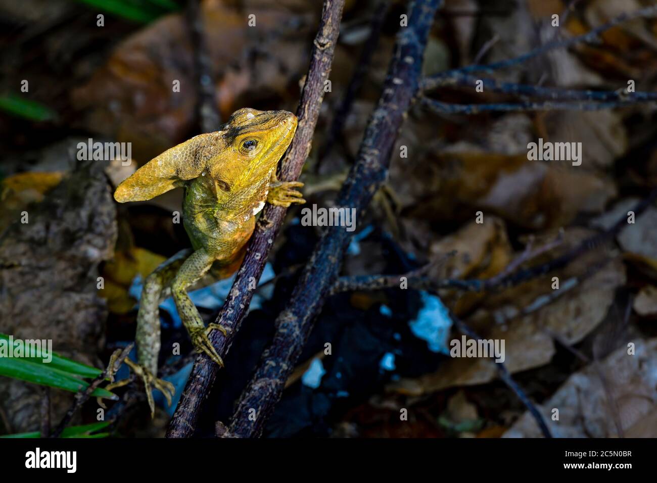 Brown Basilisk wärmt sich im ersten Licht des Tages auf Stockfoto