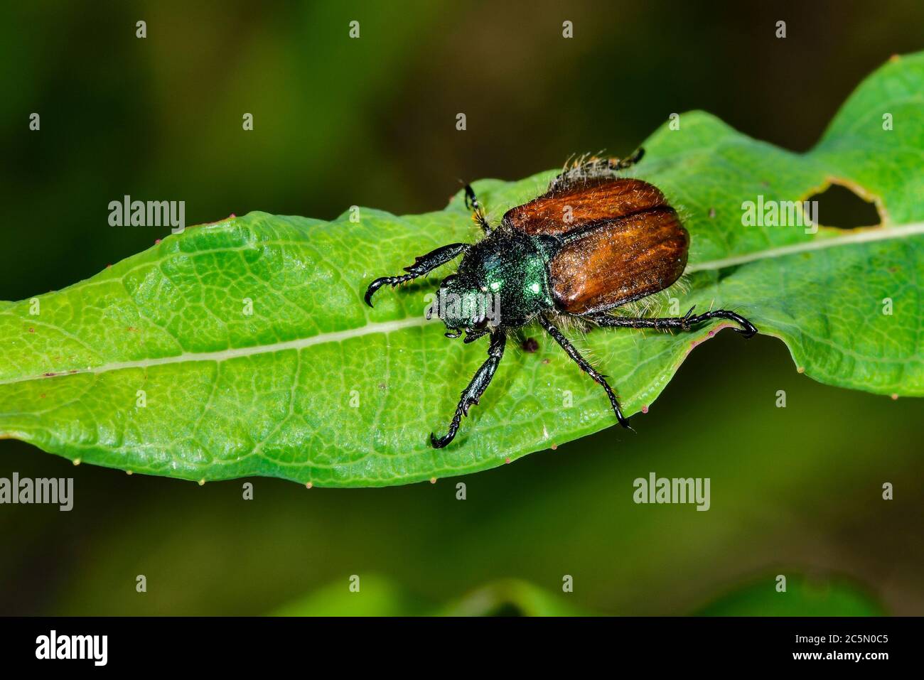 Garten Chafer Stockfoto