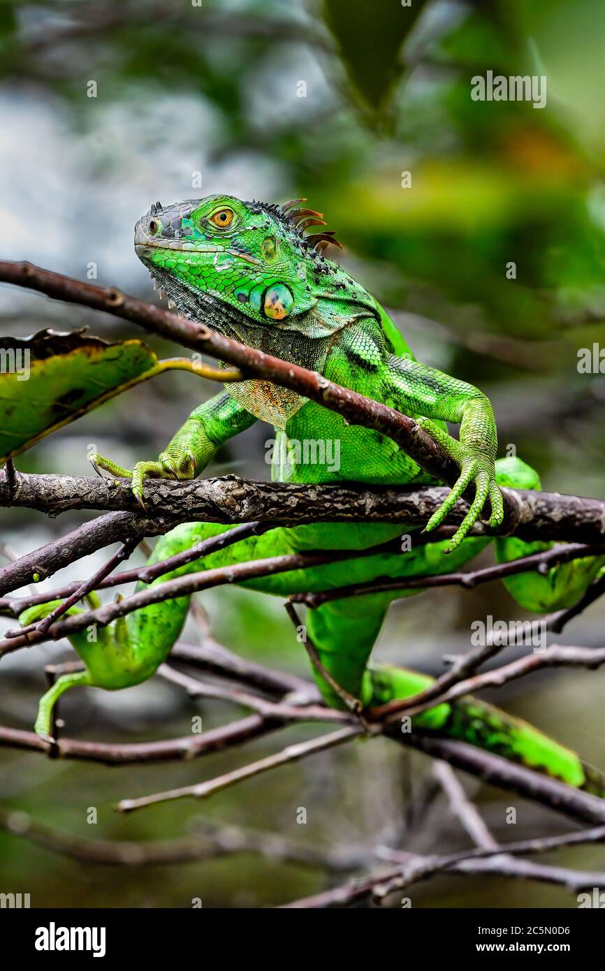 Junge Drachen Porträt alias Green Leguana Stockfoto