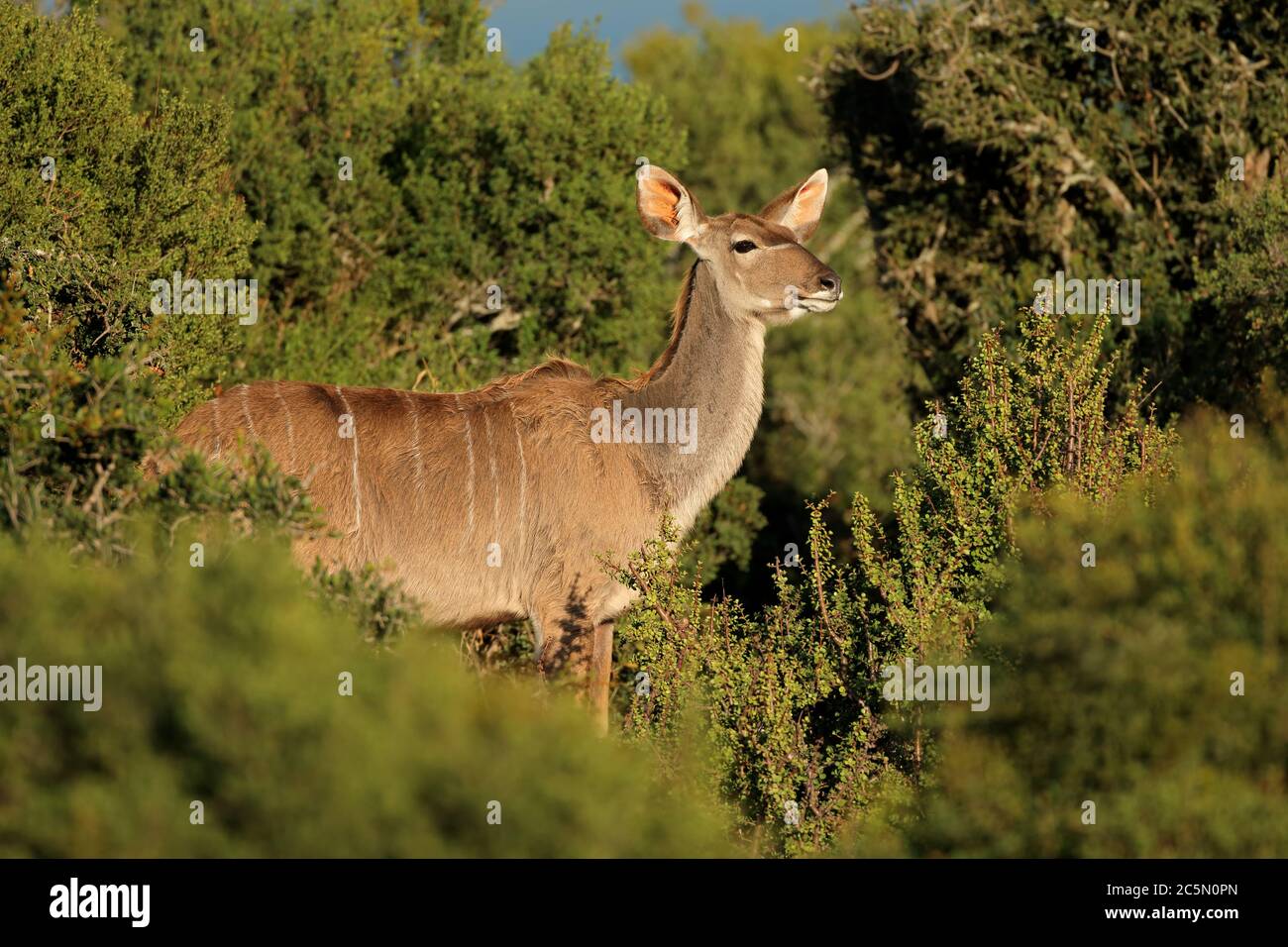 Weibliche Kudu Antilope (Tragelaphus Strepsiceros) im natürlichen Lebensraum, Südafrika Stockfoto