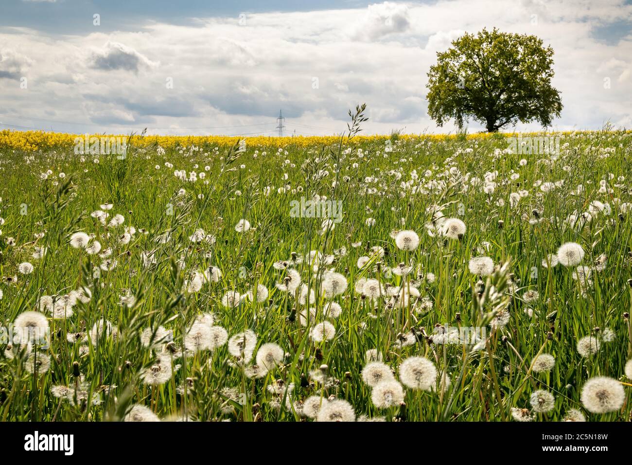 Löwenzahnfeld in Vollmershain, Thüringen, Deutschland Stockfoto