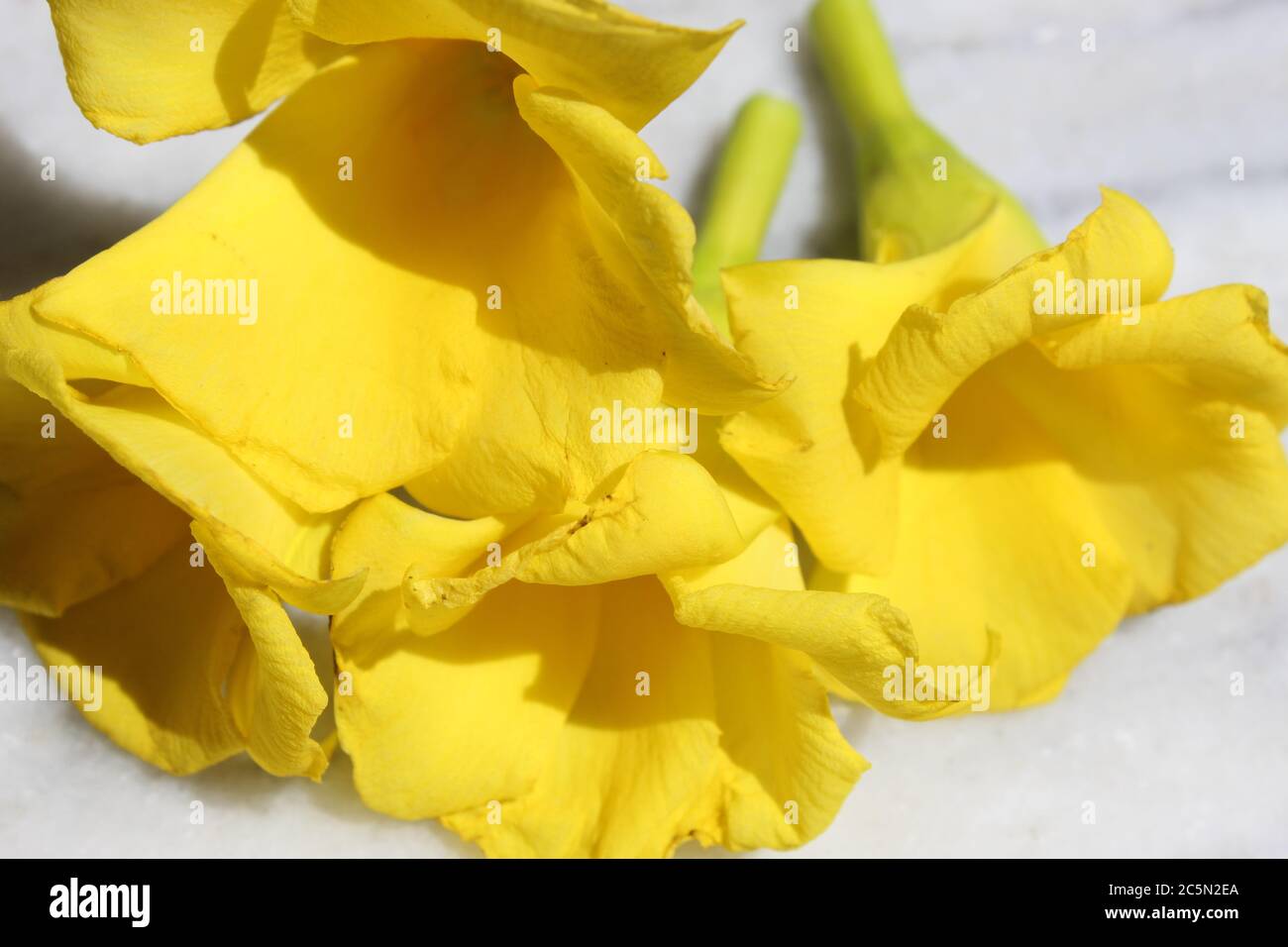 Schöne florale Hintergrund der gelben Oleander Blumen und Blütenblätter Anzeige mit selektivem Fokus. Stockfoto