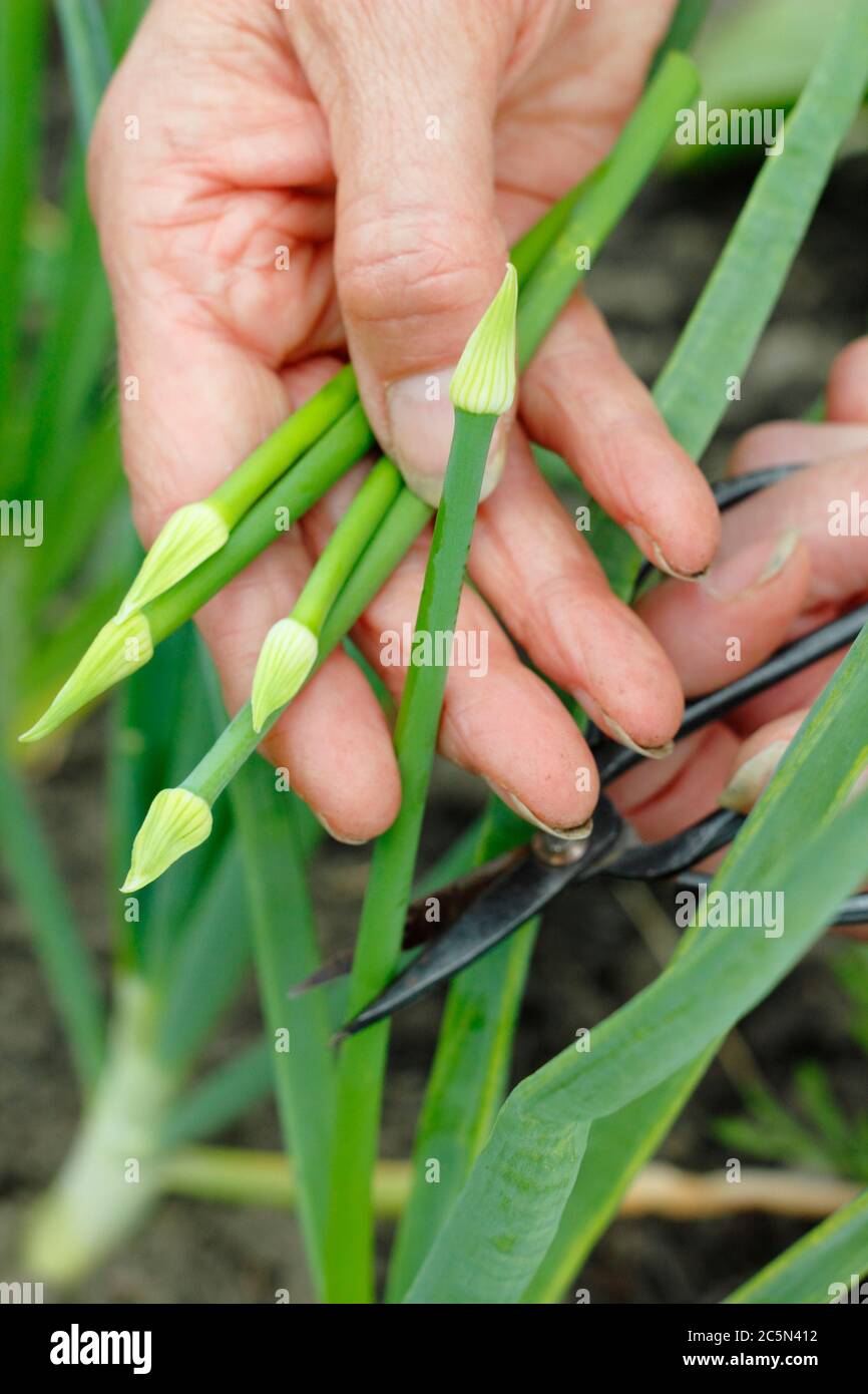 Das Abschneiden des Blütenkopfes einer geschraubten Zwiebelpflanzen, um die Pflanze davon abzuhalten, Energie für die Saatgutentwicklung zu verschwenden. GROSSBRITANNIEN Stockfoto