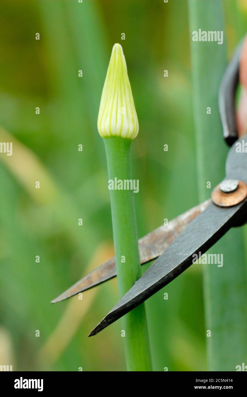 Das Abschneiden des Blütenkopfes einer geschraubten Zwiebelpflanzen, um die Pflanze davon abzuhalten, Energie für die Saatgutentwicklung zu verschwenden. GROSSBRITANNIEN Stockfoto