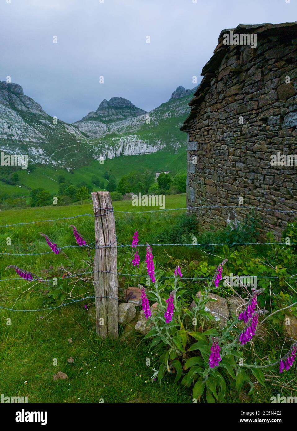 Digitalis purpurea, der Fuchshandschuh oder der gewöhnliche Fuchshandschuh. Frühlingslandschaft aus Bergen, Wiesen von Mähen und Hütten pasiegas im Miera Tal, Cantabr Stockfoto