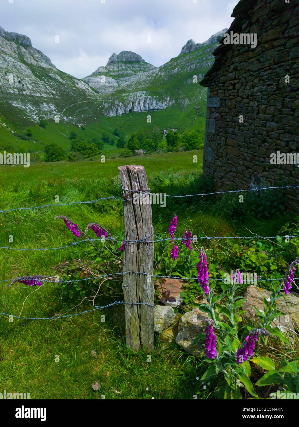 Digitalis purpurea, der Fuchshandschuh oder der gewöhnliche Fuchshandschuh. Frühlingslandschaft aus Bergen, Wiesen von Mähen und Hütten pasiegas im Miera Tal, Cantabr Stockfoto