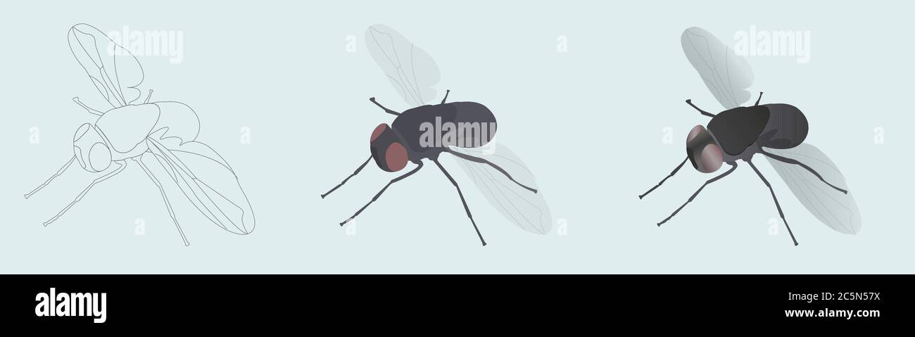 Zimmerfliege. Vektordarstellung in 3 Stilen lineare, farbige, realistische Symbole Stock Vektor