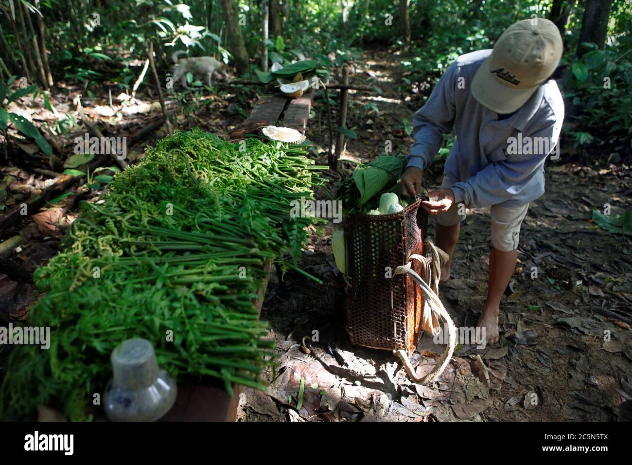Eine Bäuerin der IBAN-Gemeinde, die auf einem landwirtschaftlichen Bauernhof in der Nähe des Dorfes Sungai Utik in Kapuas Hulu, West Kalimantan, Indonesien, frisch geerntetes Gemüse zubereitet. Stockfoto