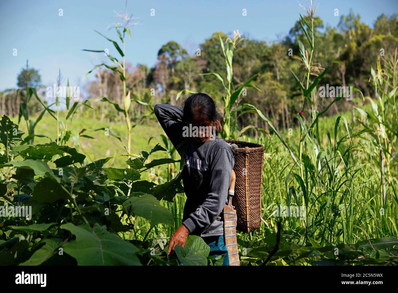 Eine Bäuerin der IBAN-Gemeinde, die auf einem landwirtschaftlichen Bauernhof in der Nähe des Dorfes Sungai Utik in Kapuas Hulu, West Kalimantan, Indonesien, arbeitet. Stockfoto