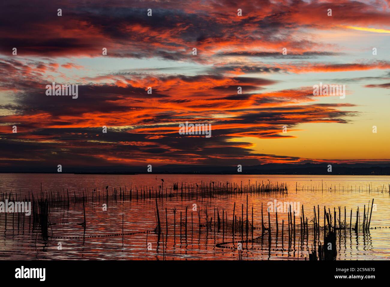 Silhouette von Vögeln, die in der Abenddämmerung auf Stangen stehen, in der Albufera in Valencia, einer Süßwasserlagune und Mündung in Ostspanien. Stockfoto