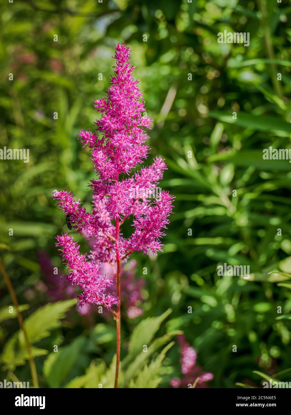 Nahaufnahme mit der Blumenpflanze Astilbe oder dem Bart der falschen Ziegen. Stockfoto