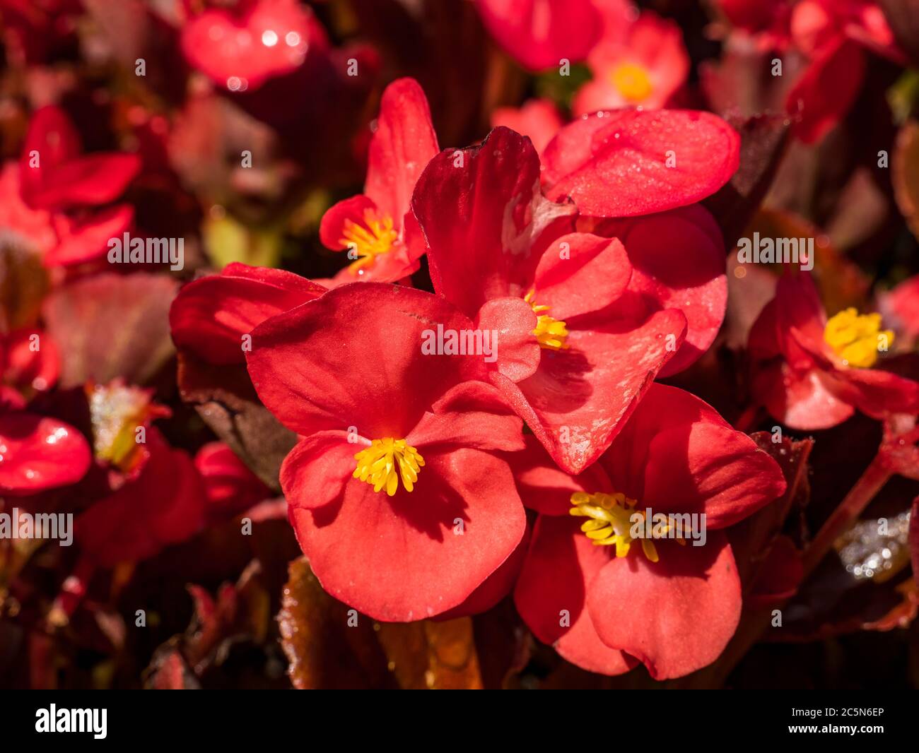 Nahaufnahme Detail mit einem schönen Wachs Begonia oder Begonia cucullata. Stockfoto