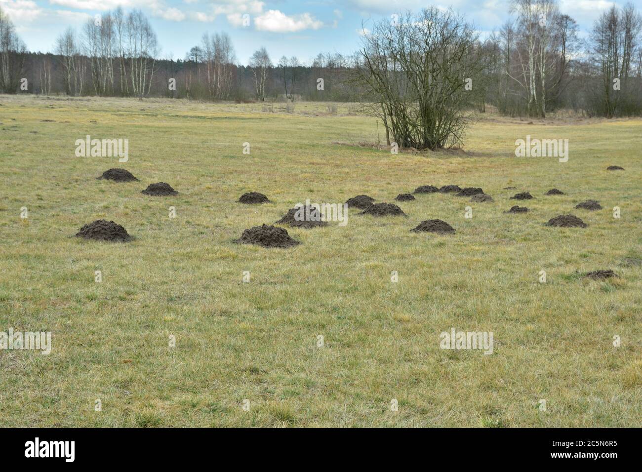 Feld bedeckt mit Maulwurffelden an einem bewölkten Frühlingstag. Kleiner Feind. Stockfoto