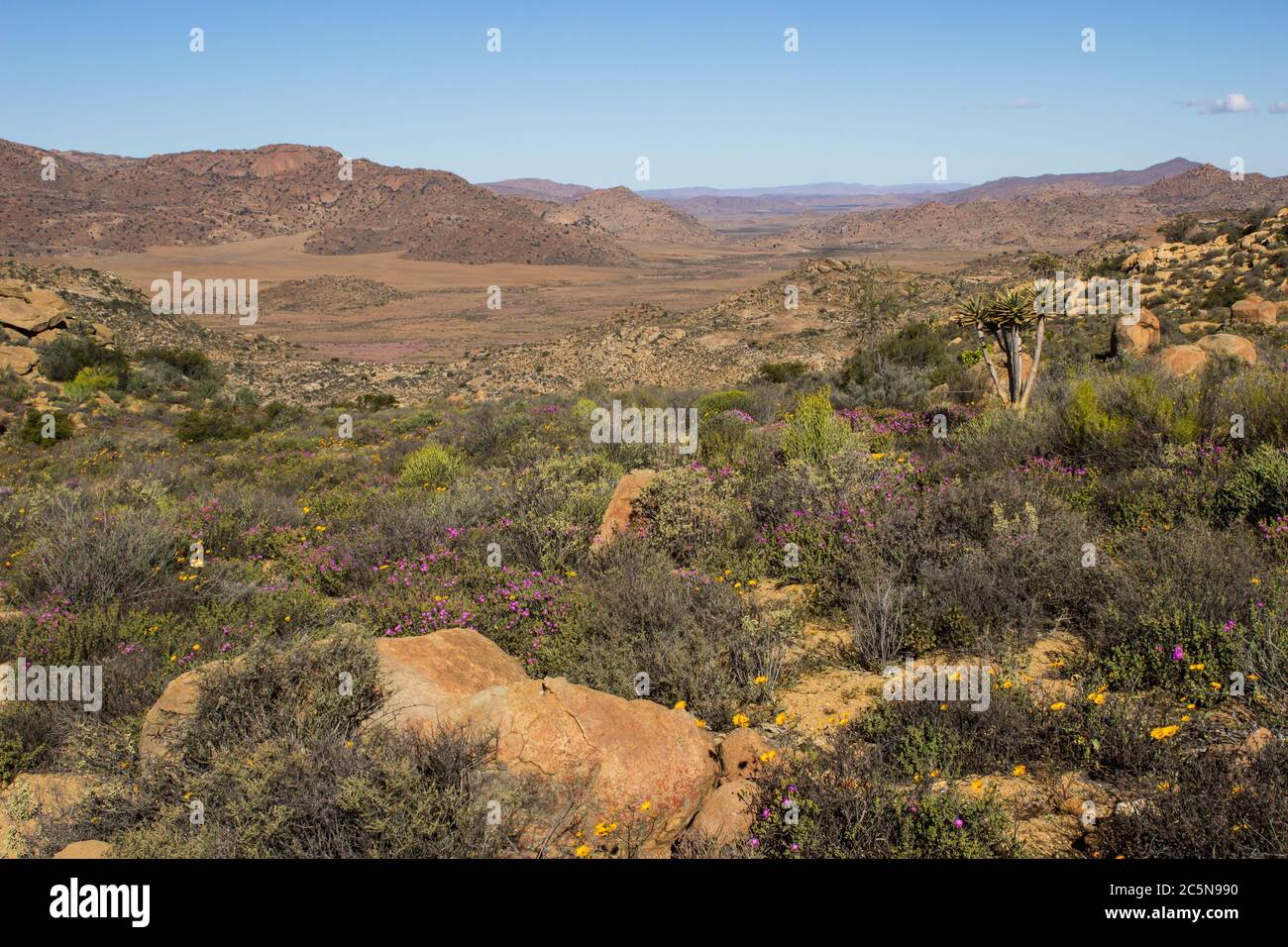 Blick über das Namaqualand Veld im Goegap Nature Reserve, Nordkap, Südafrika, im späten Frühjahr, mit einigen der letzten Wildblumen der Saison Stockfoto