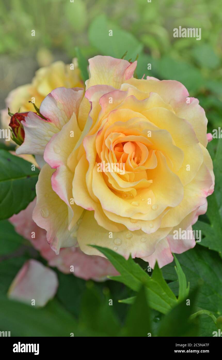 Rose mit zwei Farben in einer einzigen Blume. Zweifarbige blühende Blume. Herrliche Blumen wachsen im Freien. Stockfoto