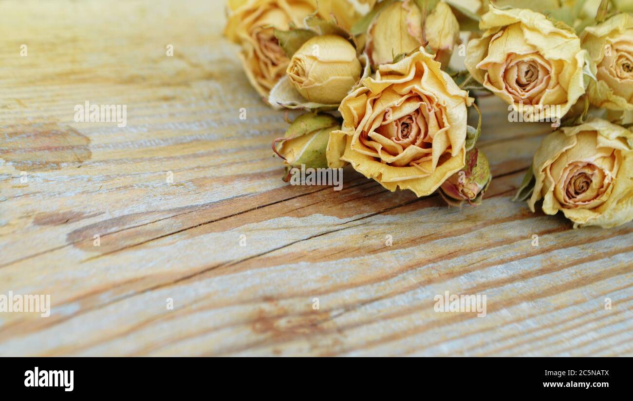Trockene Rosen auf altem Holzhintergrund. Dead Flowers Konzept. Vergänglichkeit der Jugend und Schönheit Stockfoto