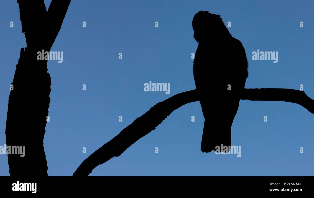 Eine Silhouette eines GALAH oder Rosenbrauen Cockatoo auf einem Baum Stockfoto