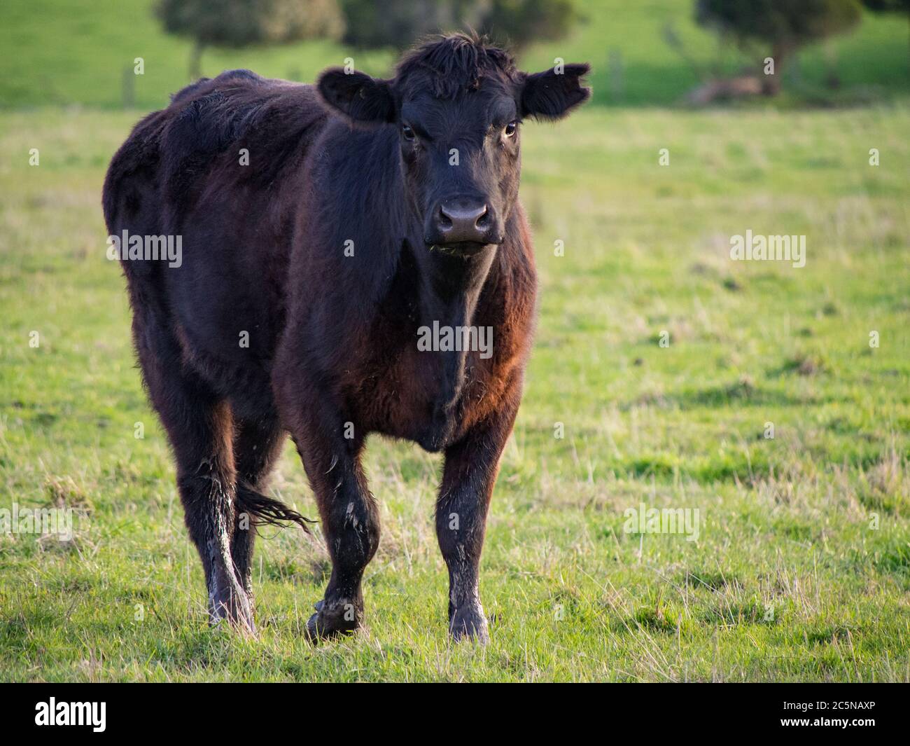 Eine schwarze Angus-Rinderkuh auf einer Weide Stockfoto