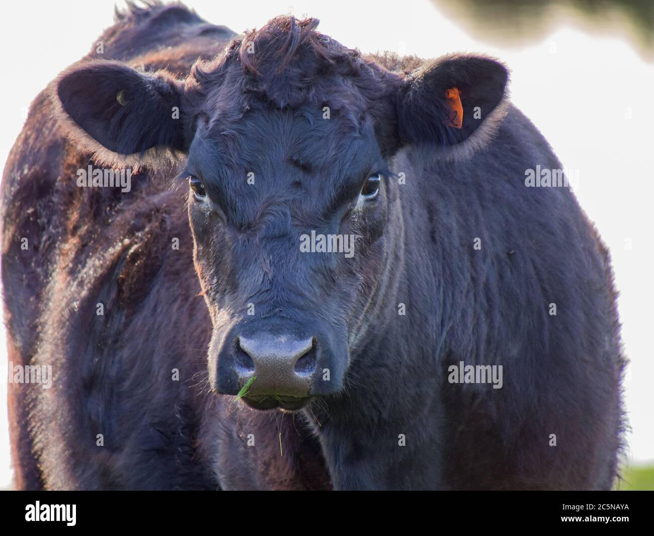 Eine schwarze Angus-Rinderkuh auf einer Weide Stockfoto