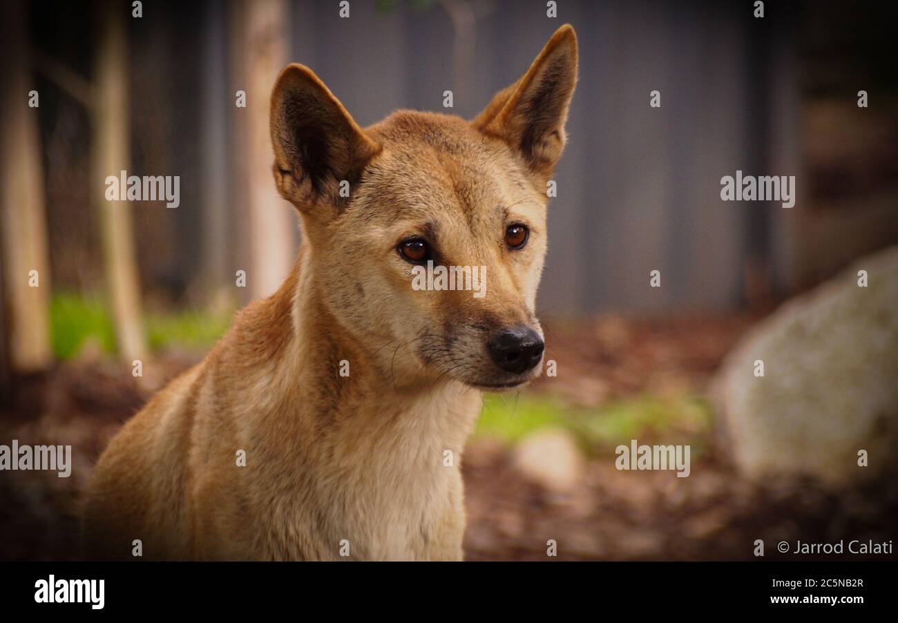 Ein Dingo aus dem Healesville Sanctuary Stockfoto