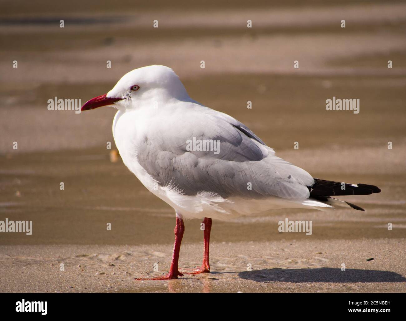 Silbermöwen am Strand von Hamilton Island, Catseye Bay Stockfoto