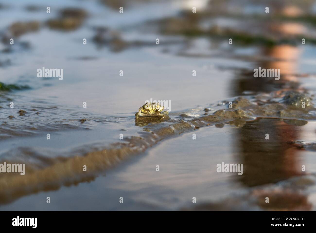 Makroaufnahme einer Wanderkrabbe im Schlamm flach 3 Stockfoto