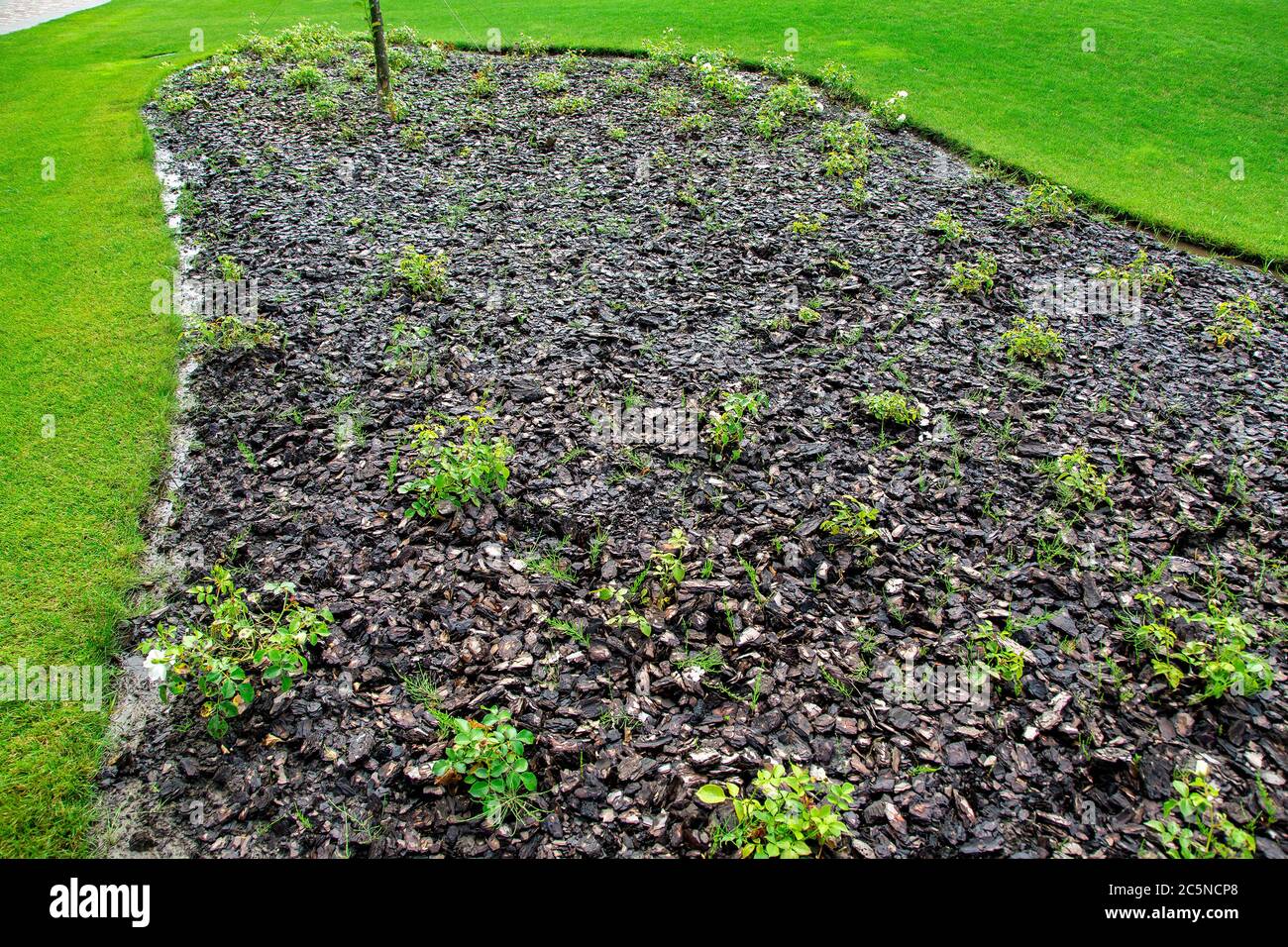 Blumenbeet für Rosen mit Mulch aus der Rinde eines Baumes, umgeben von einer grünen Wiese, Landschaft eines Sommerparks. Stockfoto