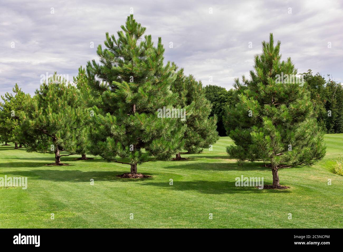 Grüne Wiese mit Rasen und immergrünen Kiefern, die in einem gepflegten Park wachsen, üppige Bäume mit Nadeln. Stockfoto