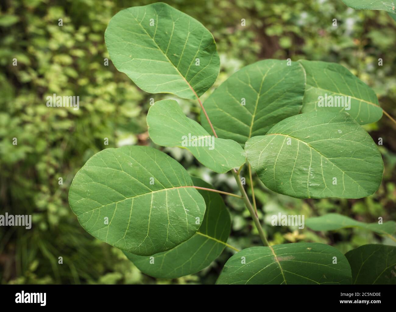 Blätter der Cotinus coggygria im Frühjahr. Rauchbuchse. Nahaufnahme von grünen Blättern an Ästen des Baumes. Stockfoto