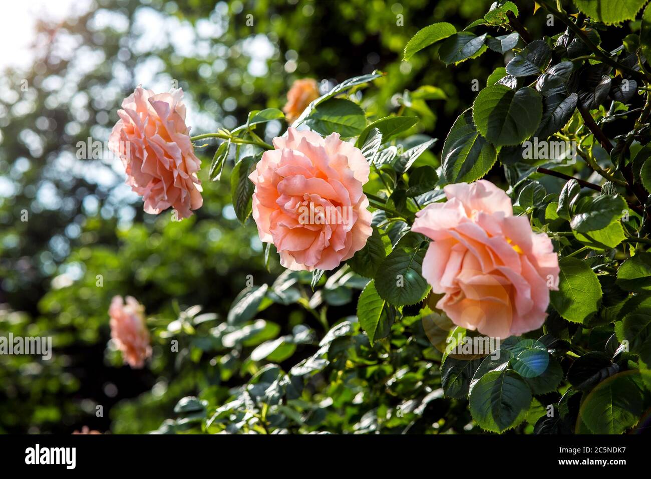 Knospen blühender Rosen schließen auf einem Hintergrund von grünen Blättern. Stockfoto