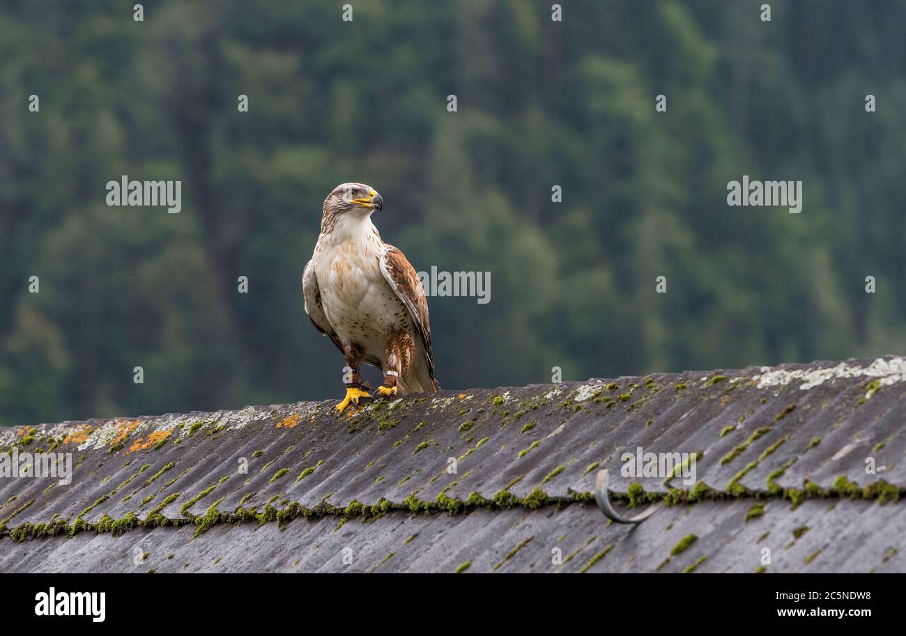 Während der Falknerei in der Burg Hohenwerfen im Salzkammergut, Österreich Stockfoto