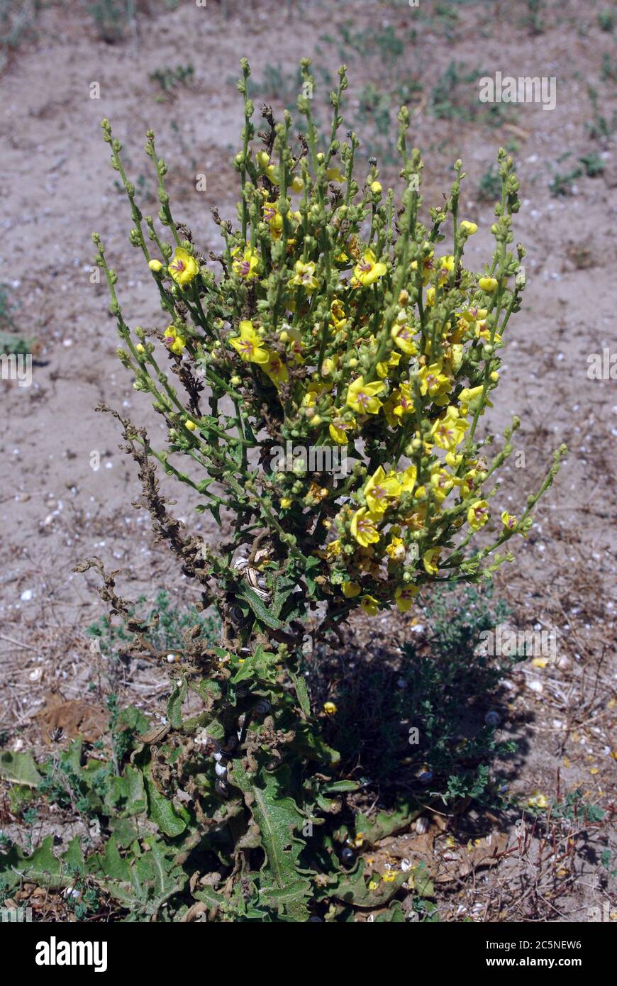 Spanische Austerndistel, Scolymus hispanicus Stockfoto