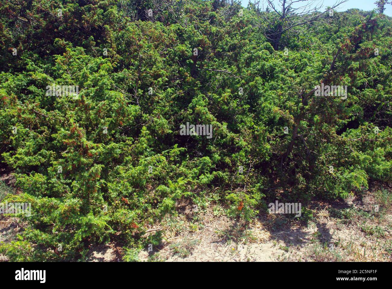 phönizischer Wacholder oder Arar, Juniperus phoenicea Stockfoto