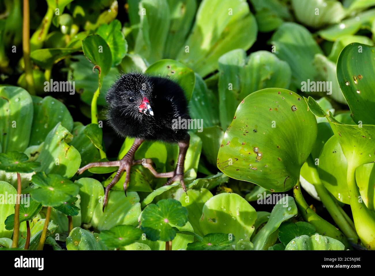 Moorhen Küken fragen sich auf dem Feuchtgebiet Stockfoto