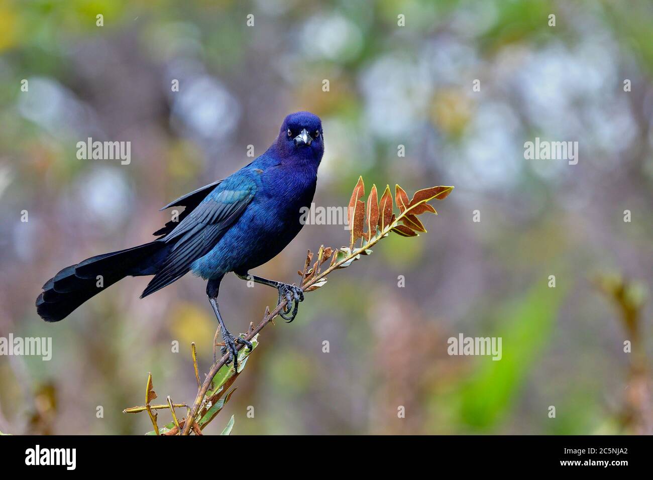 Boot-angebundene Grackle Stockfoto