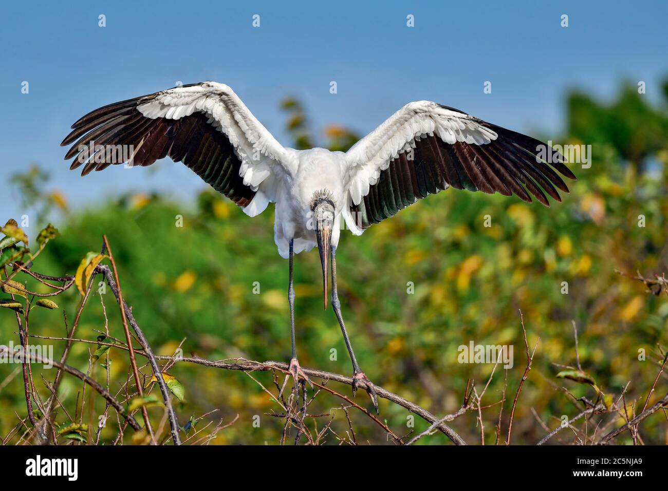 Für einen großen Vogel wie Holzstorch ist es nicht leicht, auf dem flexiblen Zweig eine stehende Balance zu finden. Stockfoto