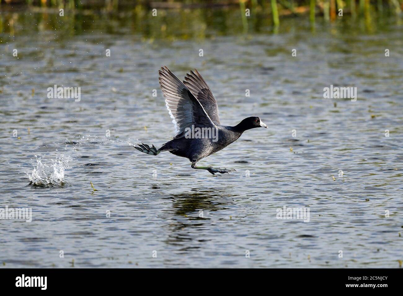 American Coot, es geht um Geschwindigkeit Stockfoto