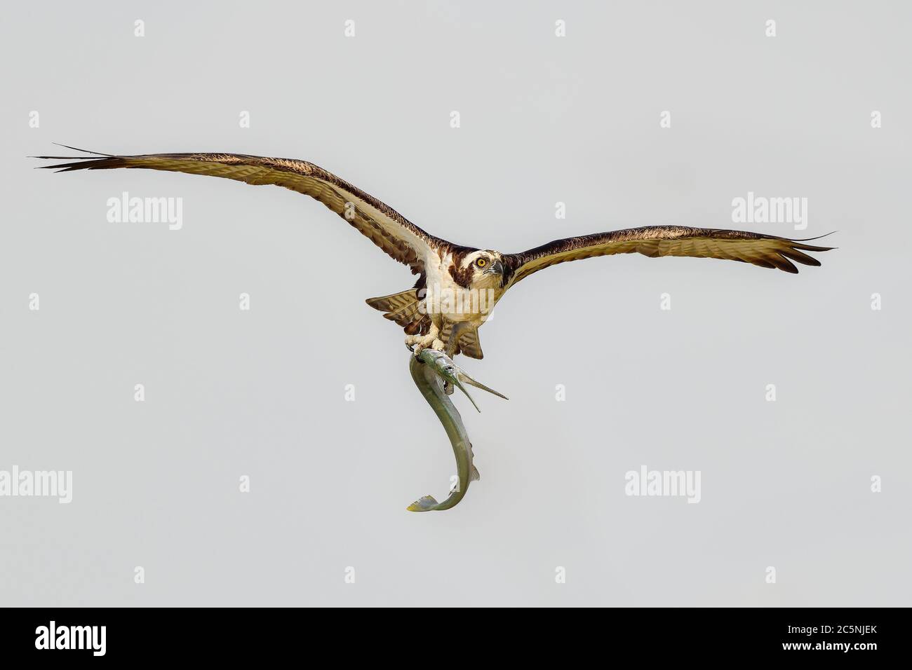 Fischadler kehrt mit einem schönen Nadelfischfang zum Nest zurück. Stockfoto