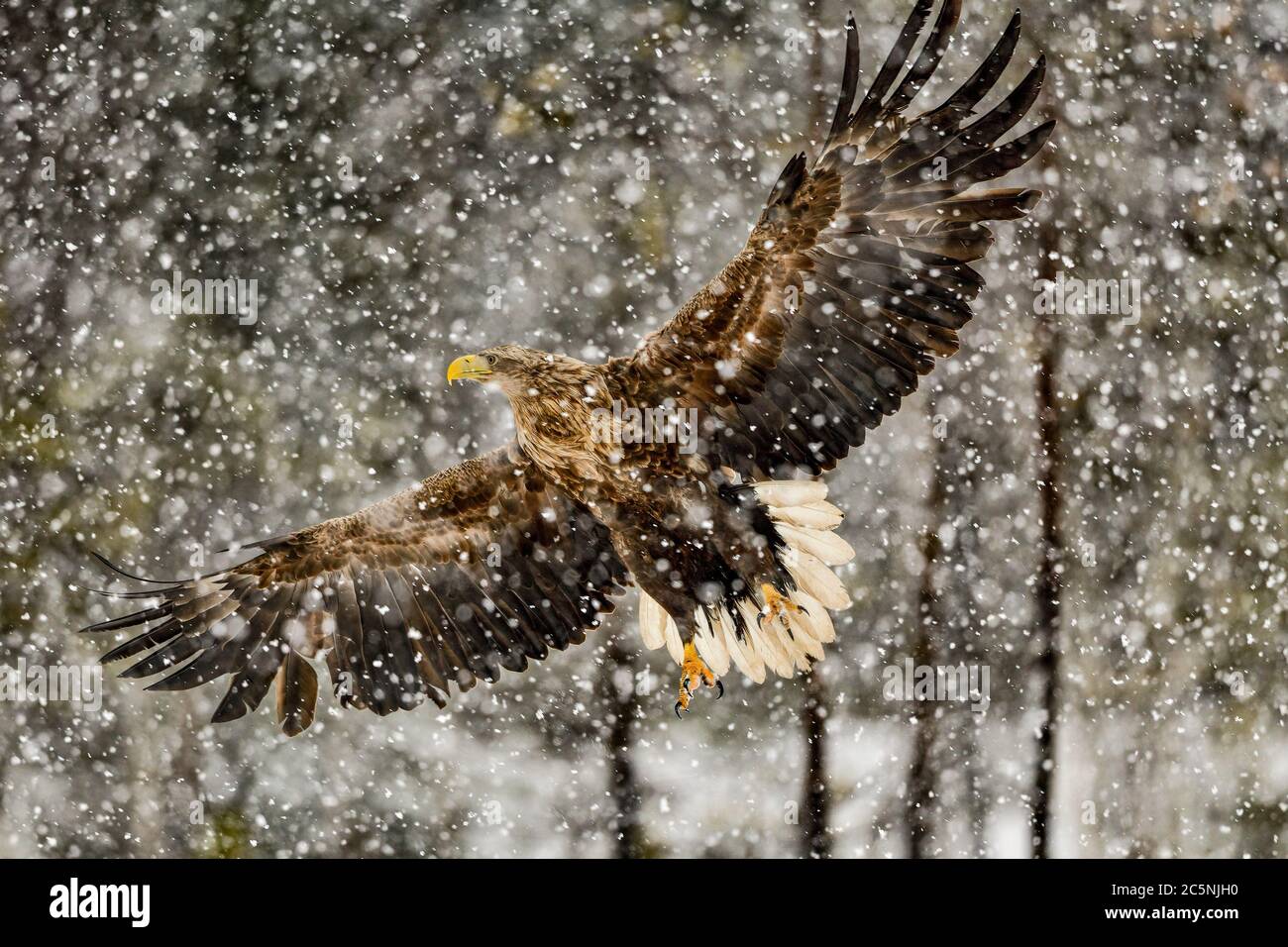 Seeadler bei starkem Schneefall Stockfoto