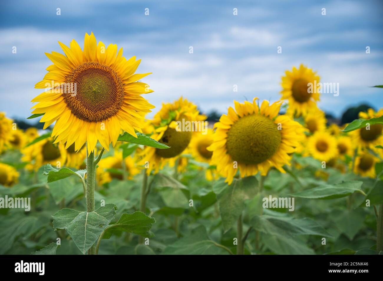 Feld der Sonnenblumen unter einem stürmischen Himmel Stockfoto