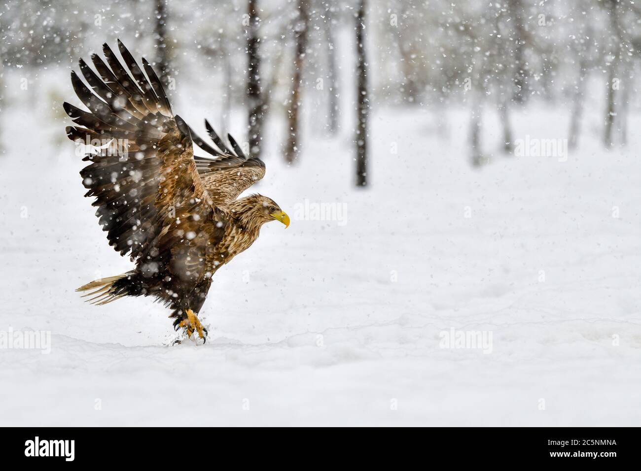 Seeadler bei starkem Schneefall Stockfoto